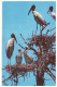 WOOD IBIS ROOKERY - Everglades National Park, Florida (Unused Postcard - USA) - Vogels