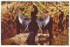 ANHINGA - Everglades National Park, Florida (Unused Postcard - USA) - Oiseaux