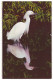 SNOWY EGRET - Everglades National Park, Florida (Unused Postcard - USA) - Oiseaux