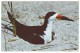 BLACK SKIMMER - Everglades National Park, Florida (Unused Postcard - USA) - Birds