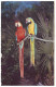 MACAWS - Philadelphia Zoological Garden - Philadelphia, Pennsylvania (Unused Postcard - USA) - Birds