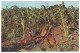 CHINESE RING-NECK PHEASANTS - South Dakota (Unused Postcard - USA) - Vögel