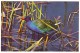 PURPLE GALLINULE - Everglades National Park, Florida (Unused Postcard - USA) - Birds
