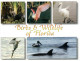 (106) FLorida Birds And Dolphin - Oiseaux