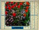 ALMANACH DES P.T.T 1978 (67)  -  Complet ** TULIPES ET PENSEES - GROSEILLERS A FLEURS **   -  Calendrier * OLLER * N*213 - Grand Format : 1971-80