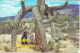 USA/America, Giant Saquaro Cactus, 1993 - Phoenix
