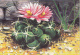 38717- CACTUSSES - Cactusses