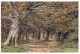 (581) Very Old Posrcard - UK - Queen Bower - Arbres