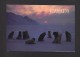 INDIENS DU QUÉBEC - GRAND NORD - INUIT HUNTER AND THEIR STED DOGS AT SUNSET - GRAND FORMAT  17 X 12 Cm - 6¾ X 4¾ Po - Indiens D'Amérique Du Nord