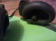 Headphone, WWII Tank, H-16/U 8000, MX 175/u, National Scientific Prod Co Chicago Ill - Radio's