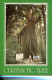 (180) Australia - Curtain Fig Tree - Arbres