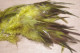 PLUME à CHAPEAU Tige AILE VERTE Couleurs Chatoyantes 22 Cms - Coiffes, Chapeaux, Bonnets