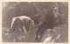 Oude Foto / Postkaart 1951 Antwerpen Olifant Dierentuin Zoo Jardin Zoologique Tiergarten Anvers - Antwerpen