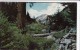 A Scout Leader, Scouts Ahead, In The Cascade Mountains, Washington, Unused Postcard [16963] - Scoutismo