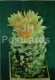 Turbinicarpus Lophophoroides - Cactus - Flowers - 1984 - Russia USSR - Unused - Sukkulenten