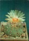 Sand Dollar Cactus - Astrophytum Asterias - Cactus - Flowers - 1984 - Russia USSR - Unused - Sukkulenten