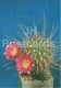 Lobivia Raphidacantha - Cactus - Flowers - 1984 - Russia USSR - Unused - Cactus
