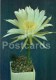 Pseudolobivia Orazasana - Cactus - Flowers - 1984 - Russia USSR - Unused - Cactussen