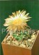Coryphantha Sulcolanata - Cactus - Flowers - 1984 - Russia USSR - Unused - Cactussen