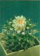 Obregonia Denegrii - Cactus - Flowers - 1984 - Russia USSR - Unused - Cactussen