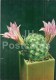 Mammillaria Boolii - Cactus - Flowers - 1984 - Russia USSR - Unused - Cactus