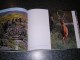 Delcampe - WILDLIFE KAZAKHSTAN Voyage Asie Photographies Photo Nature Animaux Montagne Oiseaux Papillons Loup Gibier Faune - Azië
