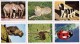 4 PLANCHES DE 6 IMAGES CARTONNÉES 6,7X8,2cm LES ANIMAUX DU MONDE COULEUR EDITIONS LES PLAISIRS ET LES JEUX VERS 1980/90 - 6-12 Jaar