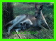 ANIMAUX - KANGAROO AND JOEY PHOTOGRAPHED AT KOALA PARK WEST PENNANT HILLS, SYDNEY, AUSTRALIA - WRITTEN IN 1995 - - Andere & Zonder Classificatie