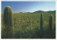 STATI UNITI - UNITED STATES - USA - US - Saguaro National Monument - Wrote But Not Sent - Tucson