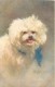 254019-Zula Kenyon, 1907 No 5557, Pet, Bichon Frise? - Cani