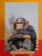 Faune Africaine >Animaux & Faune > Le Singe - Non Circulé, Un Clic Sur La Photo - Monos