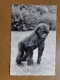 Zoo Van Antwerpen, Gorilla, 2 Jaar Oud --> Beschreven 1958 - Antwerpen