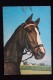 Old German Postcard  - 1960s Serie     - Horse -  Kruger - Pferde