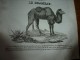 Delcampe - 1834 LM :Sainte-Gudule à Bruxelles;Le Phare De BELL-ROCH (Scotland);Le Chameau; Le COMBATTANT(oiseau);TROMBOË (Laponie) - Non Classés