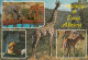 Kenia  East Afrika - Wildlife - Lion - Giraffe - Elephant - 2x Nice Stamps - Kenia