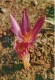 Autumn Crocus - Colchicum Autumnale - Medicinal Plants - 1976 - Russia USSR - Unused - Geneeskrachtige Planten