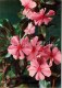 Madagascar Periwinkle - Catharanthus Roseus - Medicinal Plants - 1976 - Russia USSR - Unused - Geneeskrachtige Planten