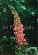 Common Foxglove - Digitalis Purpurea - Medicinal Plants - 1976 - Russia USSR - Unused - Geneeskrachtige Planten