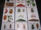 Insectes Nuisibles Capricorne Bruche  9 Chromos Série 2 Chromo Fort Itegem SUPERBES Illustrations De Balaguer Belgique - Altri & Non Classificati