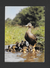 ANIMAUX - ANIMALS - MALLARDS - CANARDS SAUVAGES (COLVERTS) STOCKENTEN - ANS PLATYRRHYNCHA L. - PAR PHOTO DECOR - Oiseaux