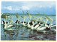 (500) Australia - NSW - North Coast And Pelicans - Northern Rivers