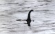 The Loch Ness Monster Recto Verso - Other & Unclassified