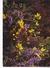 BRETAGNE, Fleurs Des Landes, Ed. Jos 1980 Environ - Flowers