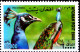 BIRDS-PHEASANTS-PEACOCKS-AFGHANISTAN-2000-BLOCK OF 4-ERROR-MNH-SCARCE-B9-653 - Paons