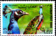 BIRDS-PHEASANTS-PEACOCKS-AFGHANISTAN-2000-BLOCK OF 4-ERROR-MNH-SCARCE-B9-653 - Pauwen