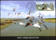 Delcampe - WATER BIRDS-GR.FLAMINGO-DUCK-TERN-WORLD WETLANDS DAY-MS+SHEETS+M.CARDS+FDC-SRI LANKA-D3-12 - Flamants