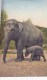 ELEPHANT ELEPHANTEAU Circulée  1954 - Elephants