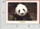 CARTOLINA VG ITALIA - GADGET SAFARI - Panda Gigante - 10 X 15 - ANN. 2004 - Altri & Non Classificati