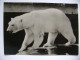 Czechoslovakia: ZOO Liberec - Polar Bear (Thalarctos Maritimus) - 1950s Unused - Osos