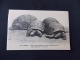 296 Paris Jardin Des Plantes Tortues Eléphantines Testudo Elephantina Ile Seychelles - Schildkröten